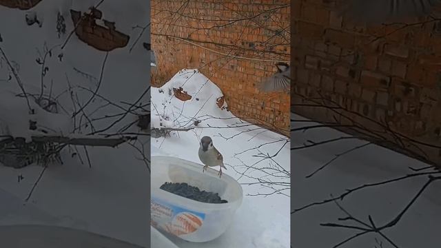 воробей и синицы в замедленной съемке смотреть онлайн