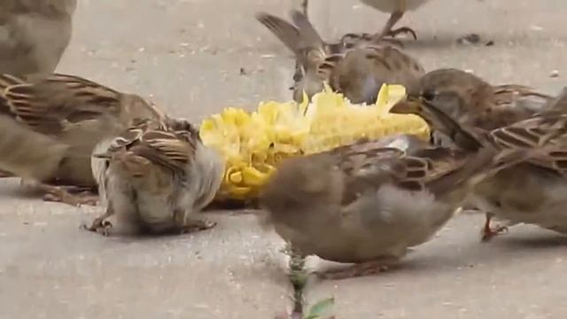 Воробьи+кукуруза смотреть онлайн