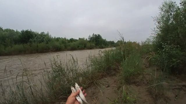 Рыбалка Кастинговой сетью на р. Лаба!!! Попал на ход Чернопуза!!! смотреть онлайн