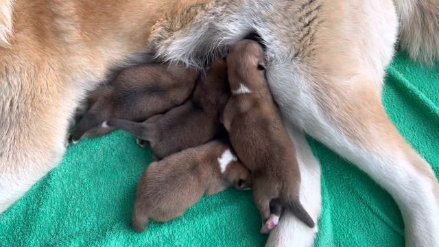 Акита Ину крови Япония! Папа ведёт шоу программу! Родители породистые с очень хорошими родословными смотреть онлайн