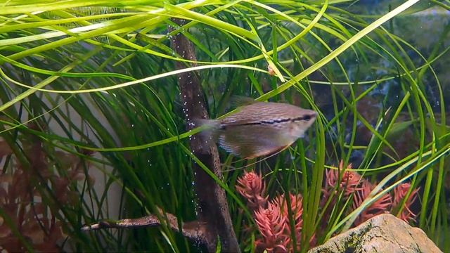 Видео 1. Газировка в аквариуме. Важность углекислого газа СО2 для растений. Мощный фотосинтез смотреть онлайн