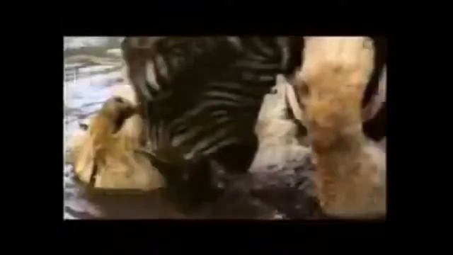Зебра топит льва смотреть онлайн