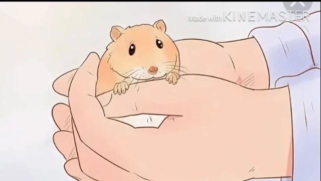 Как приручить джунгарского хомяка? Как брать на руки хомяка? смотреть онлайн