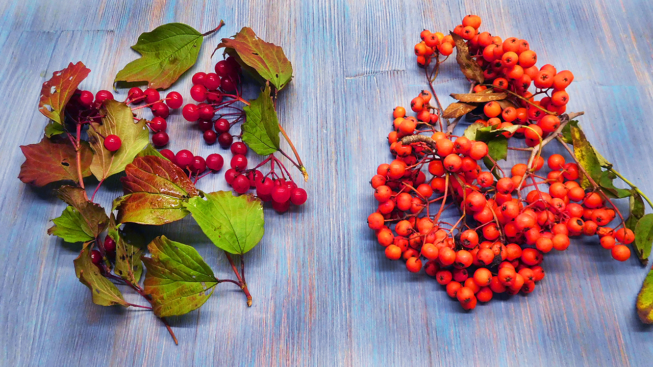 Как убрать горечь из рябины ? и калины ? смотреть онлайн