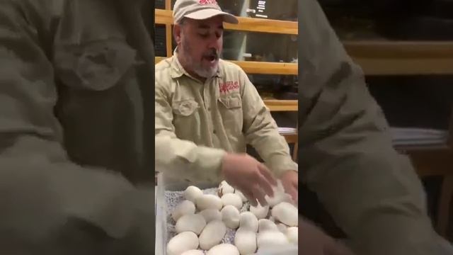 САМЫЙ БОЛЬШОЙ ЗМЕЯ В МИРЕ ? 2020 смотреть онлайн