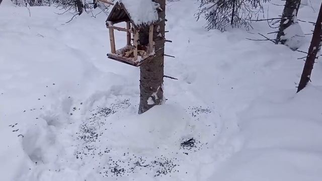 Зимующие птицы у кормушки смотреть онлайн