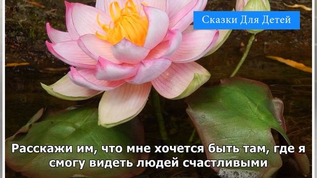 Первая водяная лилия | Сказки Для Детей смотреть онлайн