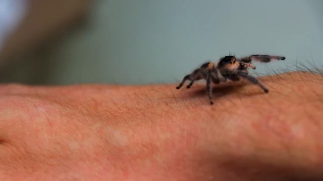 UNBOXING MY NEW PET JUMPING SPIDER! смотреть онлайн
