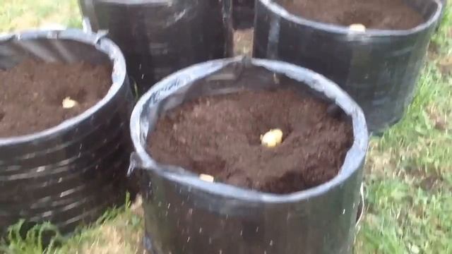 КАРТОШКА в МЕШКАХ.КАК правильно САЖАТЬ и ВЫРАЩИВАТЬ.ГАЛОПОМ по ОГОРОДУ 2018.ГАЛОП 5.Potatoes in Bag смотреть онлайн