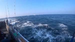 Трофей, Рыбалка на Лакедру, Yellowtail fishing.