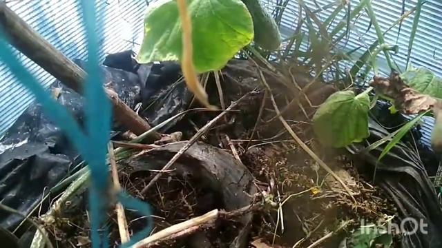 Ура.избавилась от летучих муравьев. смотреть онлайн