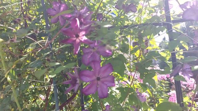 Клематис Tie Dye  и  Venosa Violacea. 3 группа обрезки. Август 2023 г. смотреть онлайн