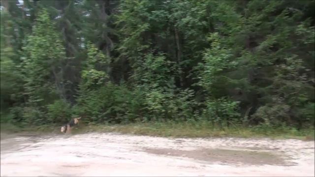 Придорожные зайцы .Два Баяна вл. Первышов Д.И. и Сигнал (Плакуня) вл. Шатров В.А. смотреть онлайн