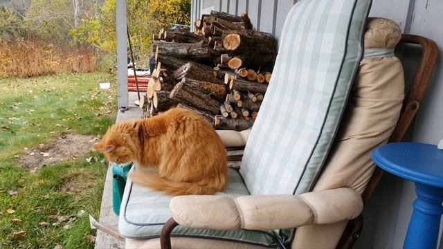 Приятное тепло, но холод лучше. Коты компаньоны. смотреть онлайн