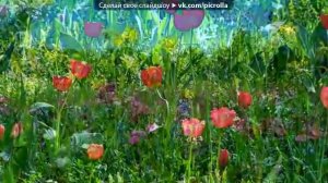 дорога цветов    Каникулы строгого режима