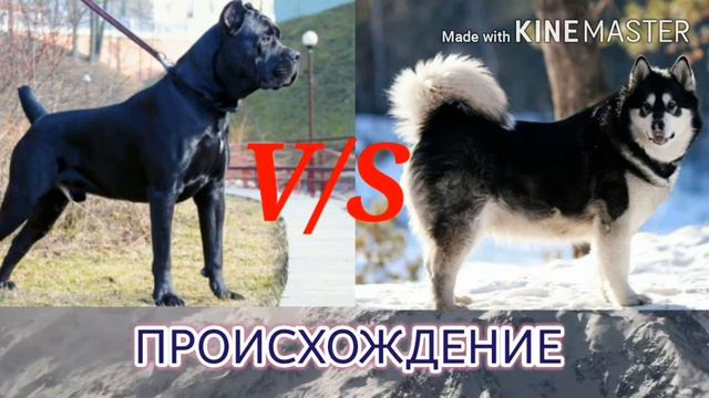 #Аляскинский маламут против кане. (VERSUS TV.) смотреть онлайн