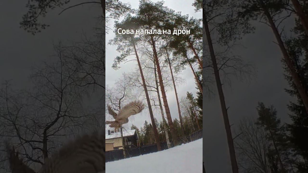 Сова напала на упавший в снег дрон смотреть онлайн