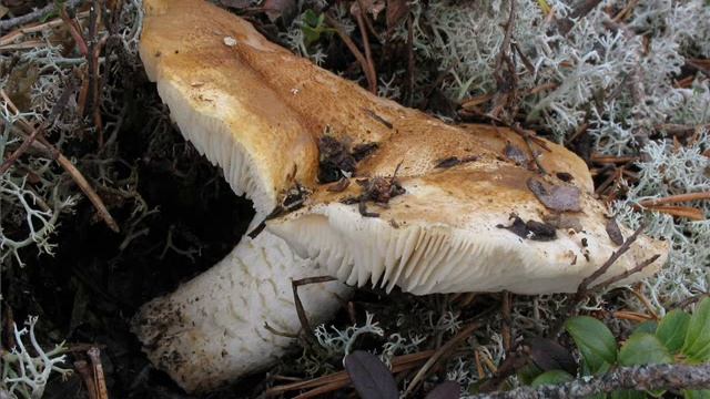 Tricholoma apium смотреть онлайн