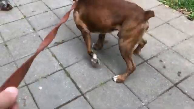 Немецкий боксер Тайсон.Прогулка.Социализация собаки смотреть онлайн