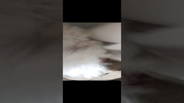 Как женщина мужику спать не давала 😂