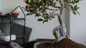 Как спровоцировать рост воздушных корней у фикуса двумя разными способами