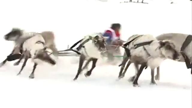 Праздник тундры отметили в Новом Порту