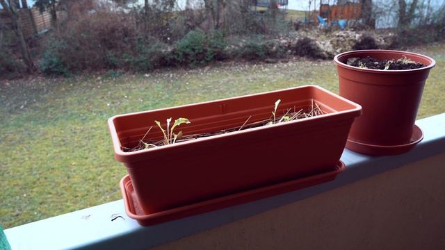 Balcony Vegetable Garden Tour in Winter смотреть онлайн