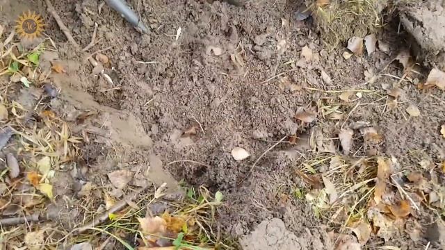 КОП В ЛЕСУ ☾☼ Нашли царские деньги. Коп монет по старине смотреть онлайн