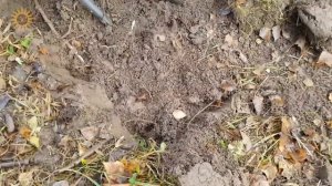 КОП В ЛЕСУ ☾☼ Нашли царские деньги. Коп монет по старине