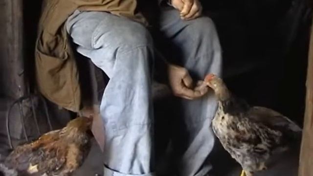 Выводковые и гнездовые птицы.wmv смотреть онлайн