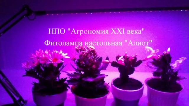 Фитолампа настольная "Алиот" от НПО "Агрономия 21-й век" смотреть онлайн