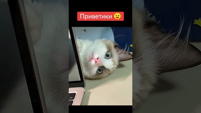 video_91@21-04-2024_15-03-55 смотреть онлайн