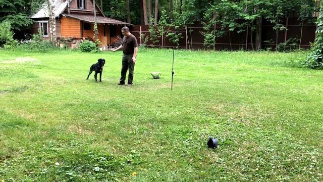 Гоняющий дратхаар