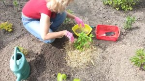 Как сажать монарду  Червона рута