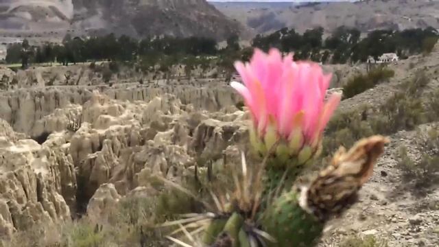 BOLIVIA / БОЛИВИЯ