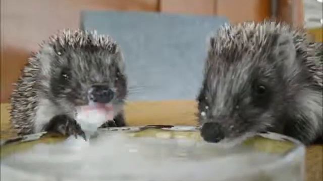 пукающий ёжик смотреть онлайн