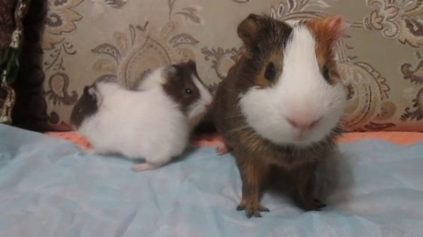 Guinea pigs. Pope pigs and piglets is often called guinea pig, or Cave Cavy.mp4