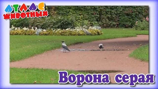 Ворона серая смотреть онлайн