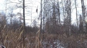 Охота на бобра зимой. С ружьем по полыньям.