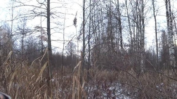 Охота на бобра зимой. С ружьем по полыньям.