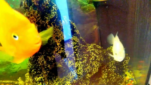 Рыбки в аквариуме???/ Приятная музыка?/ Релакс???/ смотреть онлайн