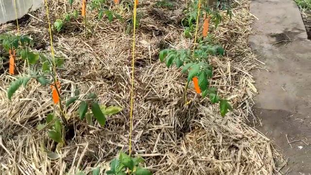 Поливайте томаты именно так   и у вас не будет никаких проблем!