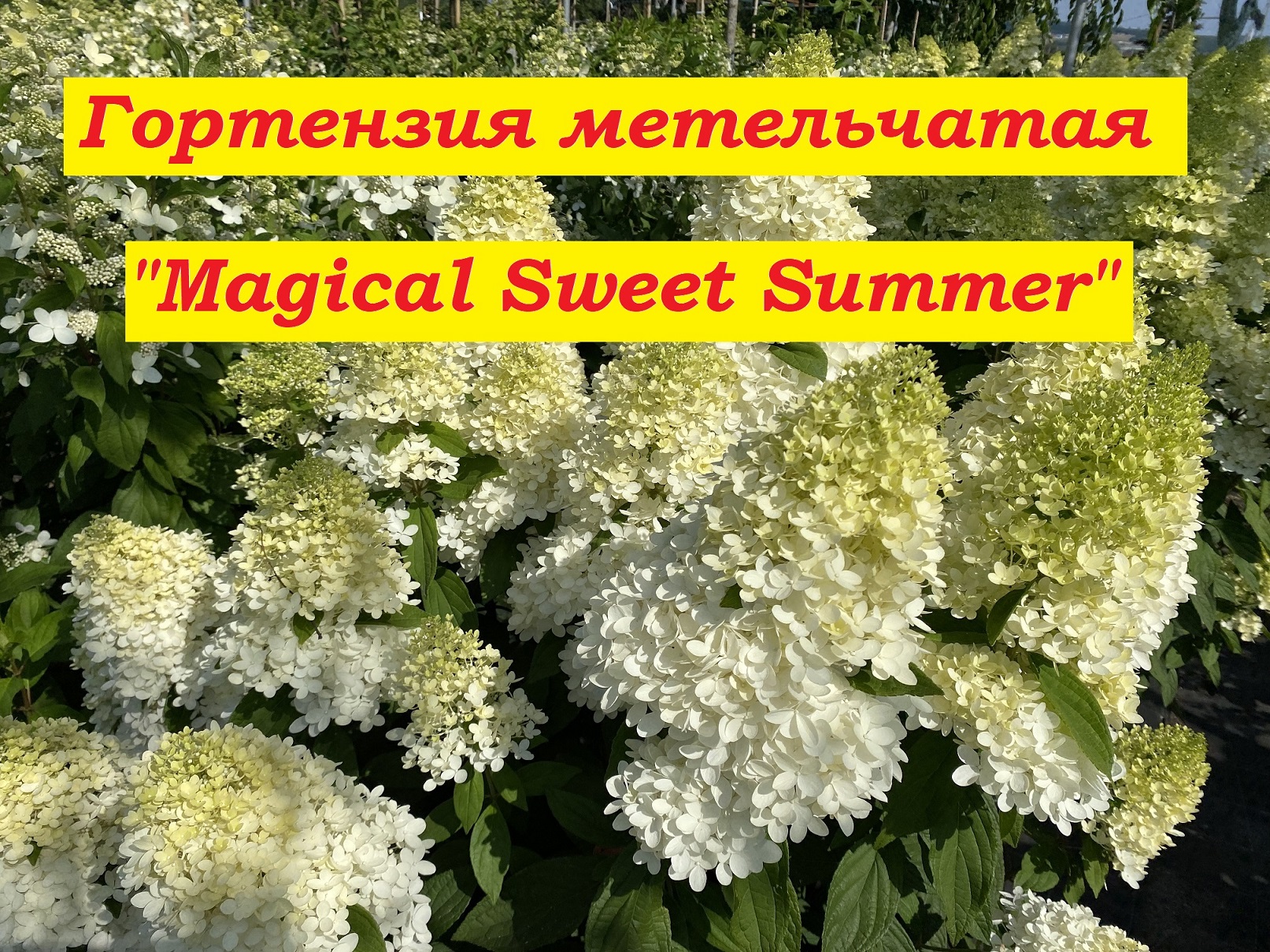 Гортензия метельчатая Мэджикал Свит Саммер Hydrangea paniculata Magical Sweet Summer смотреть онлайн