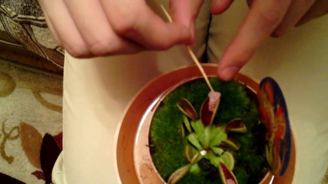 Кормление венериной мухоловки курицей смотреть онлайн