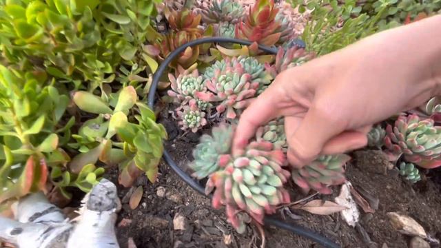 Grapto ve echeveria blue elf renkler harika смотреть онлайн