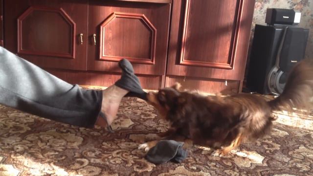 HARLEM SHAKE-maddog Chilishka 1(чилишка) смотреть онлайн