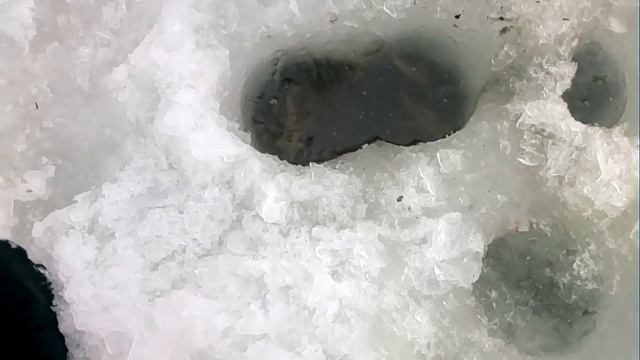 запуск малька карась и белый амур .mp4 смотреть онлайн