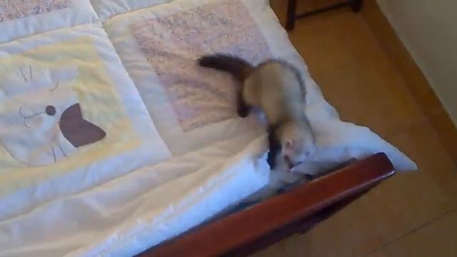 Хорёк дома смотреть онлайн