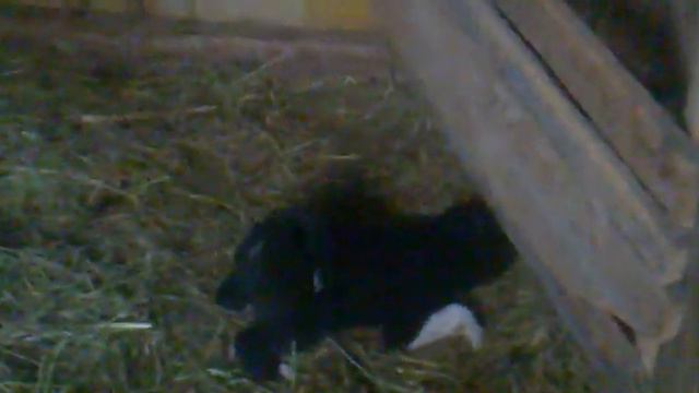 Притравка 2 месячного щенка РЕЛ смотреть онлайн