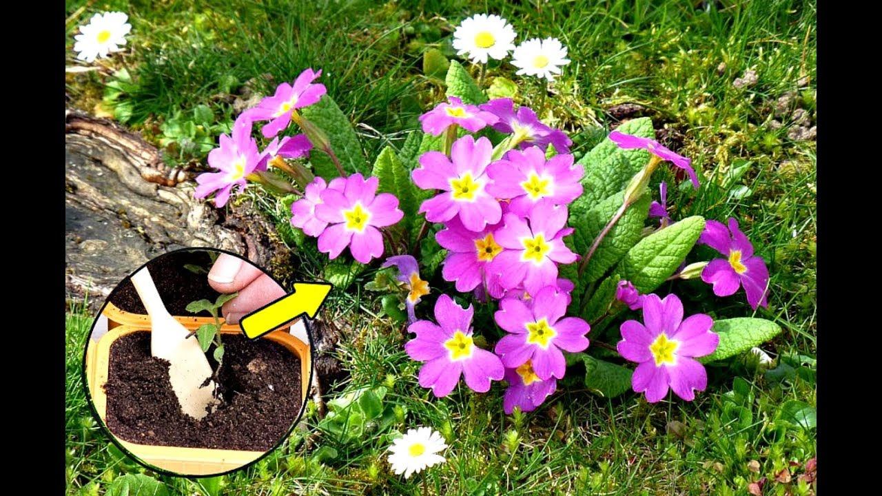 8 сказочных цветов для посадки в январе семенами! Какие цветы сажать в январе на рассаду? смотреть онлайн